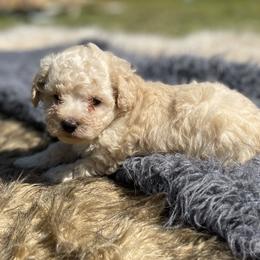 Finn - Cream male Poodle puppy in Purdy, Missouri from The Dynasty