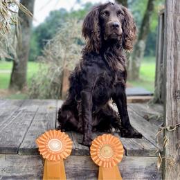 Boykin Spaniels from Briar Patch Kennels at Lucy Creek