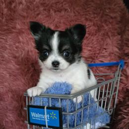 Diamond - Black and white female Chihuahua puppy in Amity, Pennsylvania from Baxters Chihuahuas