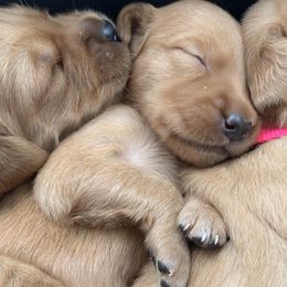 Golden Retrievers from True North Golden Retrievers