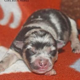 Analise - Blue merle female Miniature Australian Shepherd puppy in Patterson, North Carolina from DreamLine Aussies