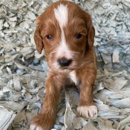 Bernedoodles and Goldendoodles from Daintydoodles