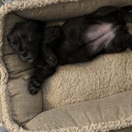 Glen of Imaal Terrier Puppies from Jake's Kennels