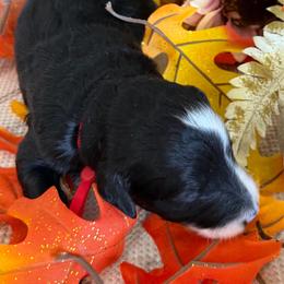 Embers - Black and white male Bernedoodle puppy in Gilbert, Arizona from The Berne Barn... it’s a Doodle thing!