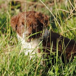 Australian Shepherd Puppies from Platinum Edition