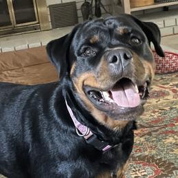 Rottweilers from Amberbaum Farms