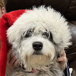 Marley - Aussiedoodle