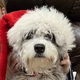 Marley - Aussiedoodle