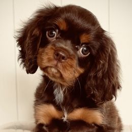 Cavapoos from Beehive Fur Friends