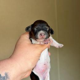 Shaggy - Piebald male Dachshund puppy in Hornbeck, Louisiana from A&Z Mini Dachshunds