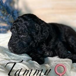Tammy - Silver female Poodle puppy in Greenville, North Carolina from Grace Poodles