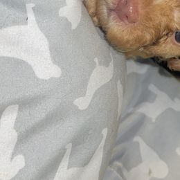 Boy 2 - Poodle puppy in Miami Dade County, Florida from RoyalPaws_Miami