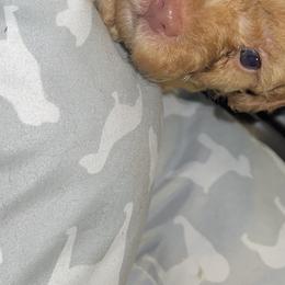 Boy 2 - Poodle puppy in Miami Dade County, Florida from RoyalPaws_Miami