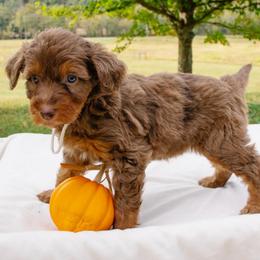 Sofie's White Girl - Red phantom female Aussiedoodle puppy in Burkesville, Kentucky from Bline’s Awesome Aussies, Aussiedoodles & Doxies at the Bline Family Farm