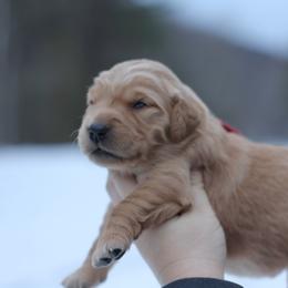 Girl 1 - Golden female Golden Retriever puppy in Lucasville, Ohio from Trusting Hearts Kennel