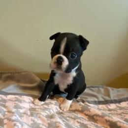River - Black and white male Boston Terrier puppy in Brown City, Michigan from Mae Boston Terriers