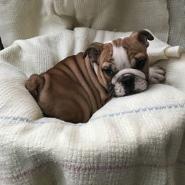 Bulldog, French Bulldog, and Pug Puppies from Royal destiny kennels