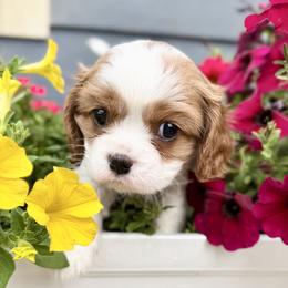 AKC Champion-Sired Bodie - Blenheim male Cavalier King Charles Spaniel puppy in Louisville, Kentucky from Ali-Mae Cavalier King Charles Spaniels