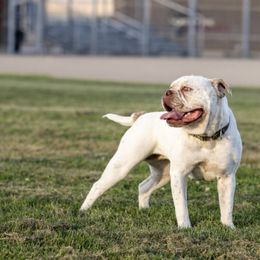 Oakley - Bulldog