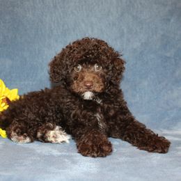 Poodle Puppies from 'Capon Cuties