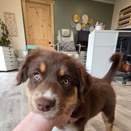 Morgan Girl 6 - Red tri-color female Australian Shepherd puppy in Solon, Maine from Mountain Range Australian Shepherds