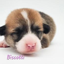 Biscotti - Red female Pembroke Welsh Corgi puppy in Kiowa, Colorado from Cool Water Corgis LLC