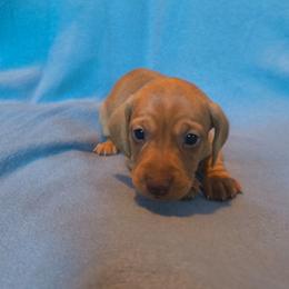 Rocky - Red male Dachshund puppy in Opelika, Alabama from Dachshund Darlins