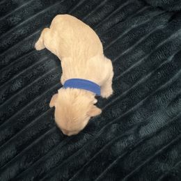 Boy 1 - White Miniature Schnauzer puppy in Seagoville, Texas from JC miniature schnauzers