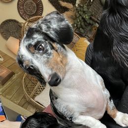 Harley - Dachshund