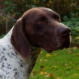 Willow - German Shorthaired Pointer