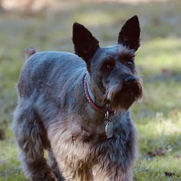 Malla - Miniature Schnauzer