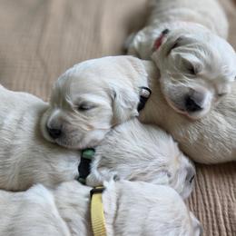 1st male - Light golden male Golden Retriever puppy in Decatur, Indiana from Sporting Ridge K9’s