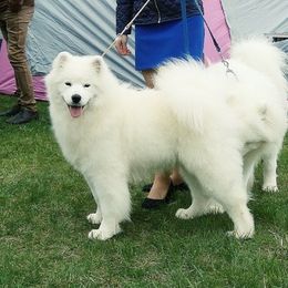 Bella - Samoyed