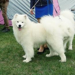 Bella - Samoyed