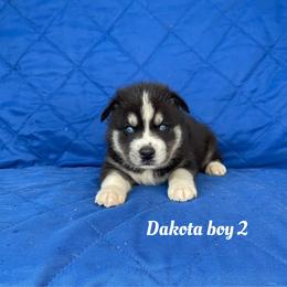 Dakota boy 2 - Black and white male Siberian Husky puppy in Ocala, Florida from Florida Husky Puppies