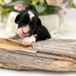 Dalton - Black and white male Sheepadoodle puppy in Willacoochee, Georgia from Kitandkboodle's Doodles