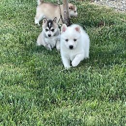 Pomsky Puppies from Promise Land Pomskies