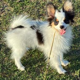 Tom - White black and tan male Papillon puppy in Meggett, South Carolina from Double D farm featuring Nova papillons