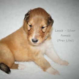 Collie Puppies from Liberty Collies