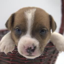 Edison - Tan and white male Jack Russell Terrier puppy in Menifee, California from Wendover Terriers