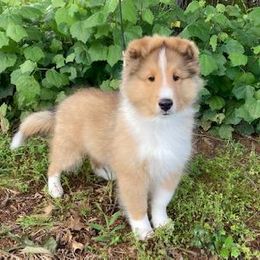 Shetland Sheepdog Puppies from Synergy Shetland Sheepdogs