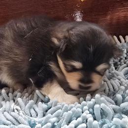 Damon - Black and white male Pomsky puppy in Elgin, Oregon from Kenna'z Kuddly Pomskiez
