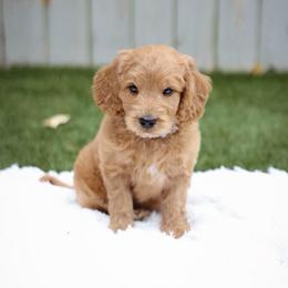 Cobalt - Red  male Goldendoodle puppy in Boise, Idaho from Goldendoodle Baby