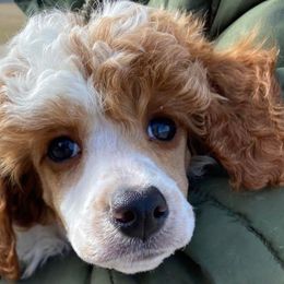 Goldendoodles and Poodles from French Creek Doodles
