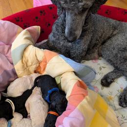 Poodle puppies from Isfahel Kennels