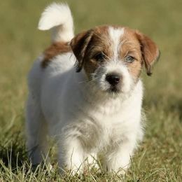 Russell Terriers from NuJack Russell Terriers