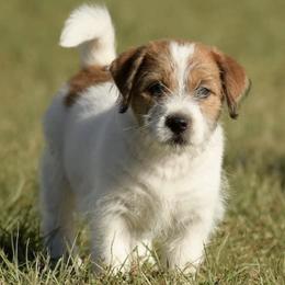 Russell Terriers from NuJack Russell Terriers
