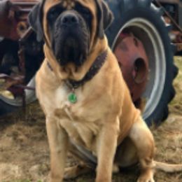 Mastiffs from Mountain Meadow Ranch