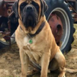 Mastiffs from Mountain Meadow Ranch
