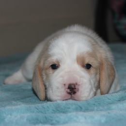 Canyon - Lemon and white male Beagle puppy in Morrill, Kansas from Kelle Beagles